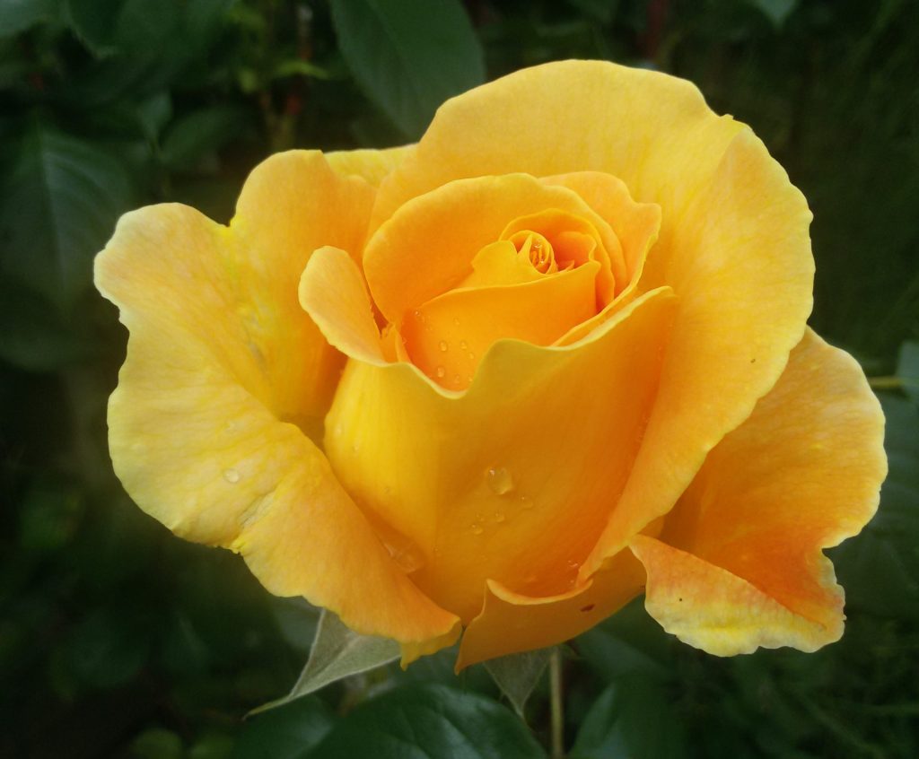 Das Gartenjahr fotografieren - etwa Rosen im Juni